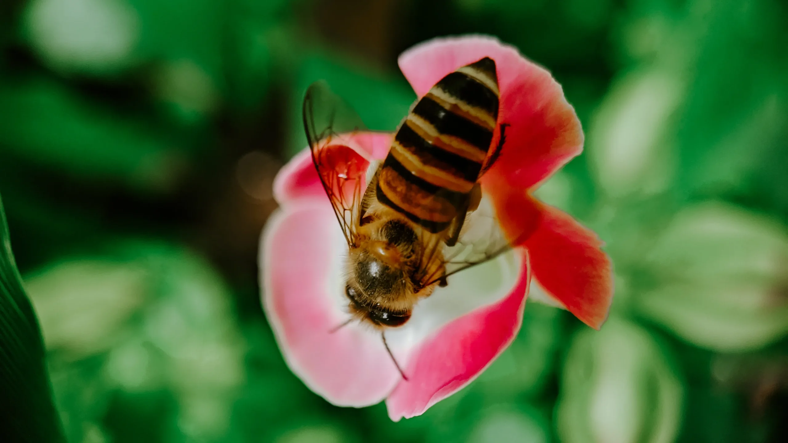 The importance of safeguarding bee populations in the future.